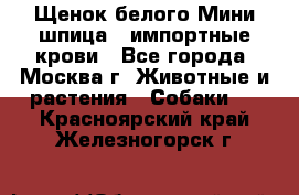 Щенок белого Мини шпица , импортные крови - Все города, Москва г. Животные и растения » Собаки   . Красноярский край,Железногорск г.